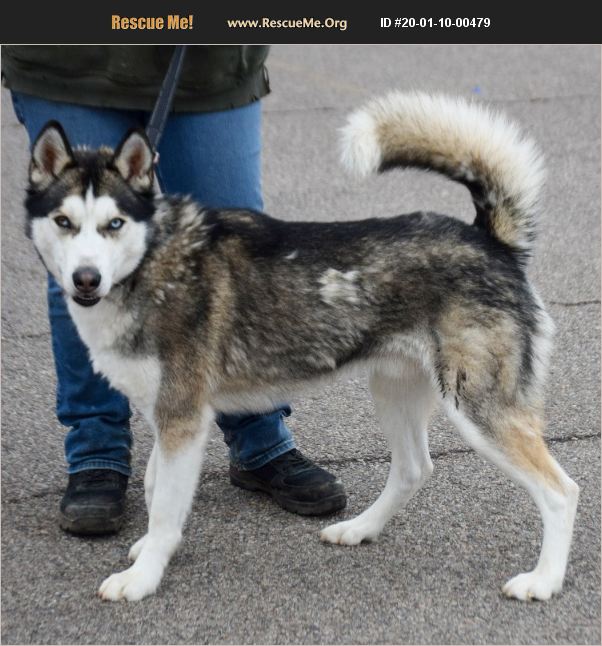 ADOPT 20011000479 ~ Siberian Husky Rescue ~ Huntley, IL