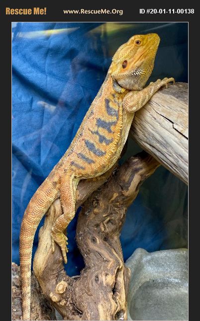 ADOPT 20011100138 ~ Reptile/Amphibian Rescue ~ Sacramento, CA