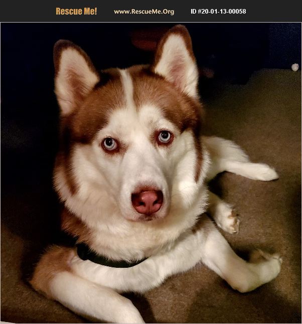 ADOPT 20011300058 Siberian Husky Rescue Palmyra, VA