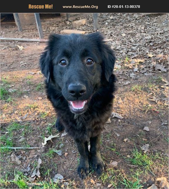 ADOPT 20011300378 FlatCoated Retriever Rescue Sagaponack, NY