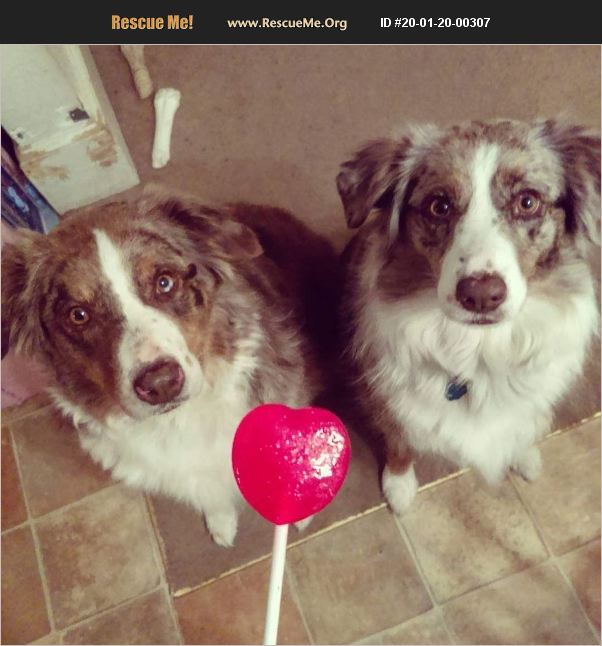 ADOPT 20012000307 Australian Shepherd Rescue Greensboro, NC