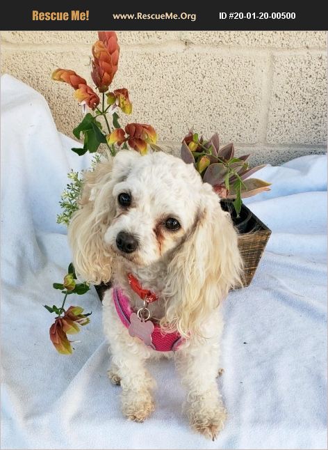 Poodle Rescue Los Angeles