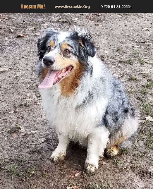 ADOPT 20012100334 Australian Shepherd Rescue Portland, OR
