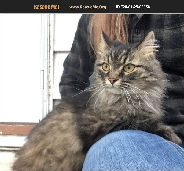 ADOPT 20012500058 Maine Coon Rescue St Louis, MO