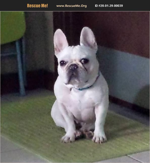 ADOPT 20012900039 ~ French Bulldog Rescue ~ Davie, FL