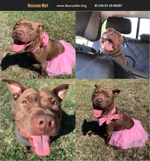 ADOPT 20012900387 Pit Bull Rescue Downey , CA