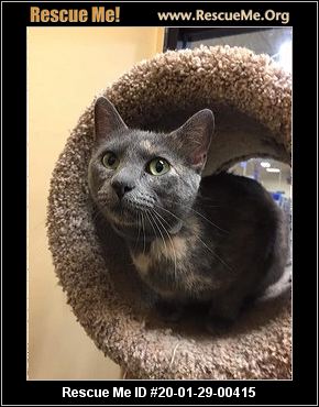 - North Carolina Cat Rescue - ADOPTIONS - Rescue Me!