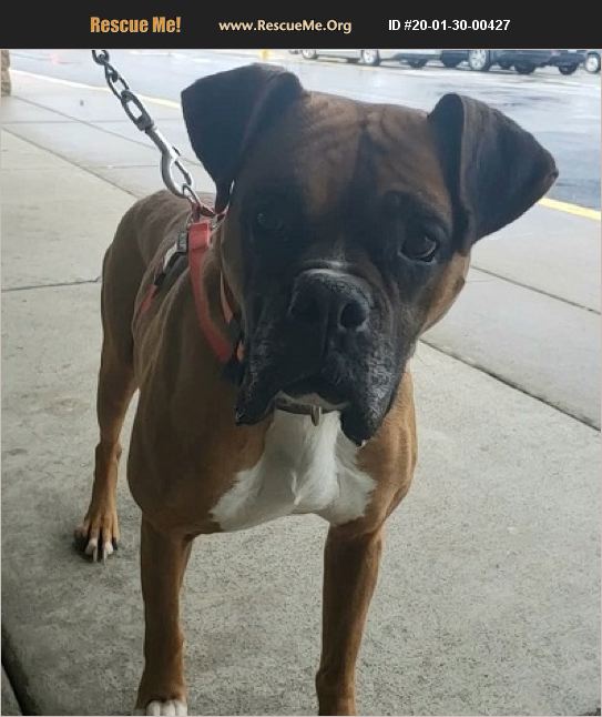 ADOPT 20013000427 Boxer Rescue St. Clairsville, OH