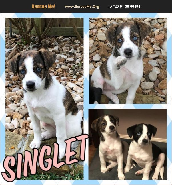 ADOPT 20013000494 Border Collie Rescue Houston, TX