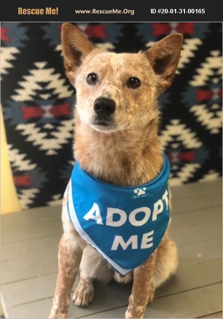 ADOPT 20013100165 ~ Australian Cattle Dog Rescue ~ Rochester, NH