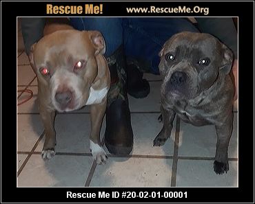 - Mississippi Pit Bull Rescue - ADOPTIONS - Rescue Me!