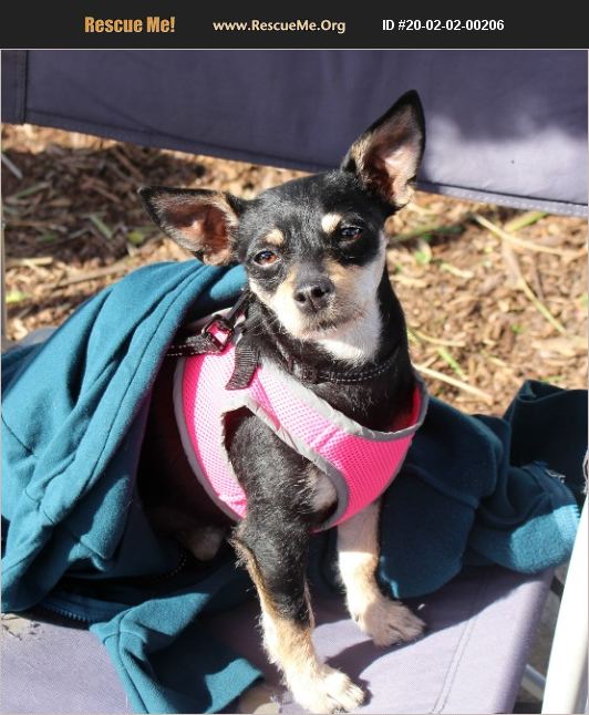 ADOPT 20020200206 Chihuahua Rescue Yuba City, CA