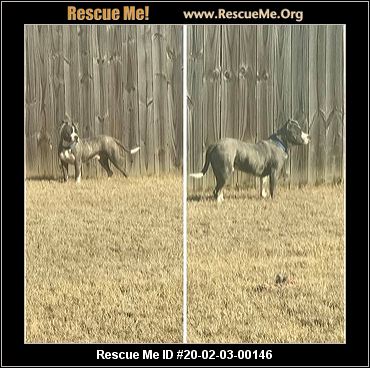 - Mississippi Pit Bull Rescue - ADOPTIONS - Rescue Me!