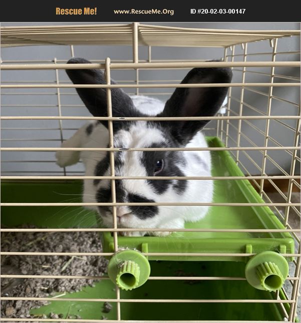 ADOPT 20020300147 ~ Rabbit Rescue ~ Omaha, NE