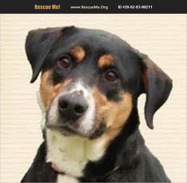 ADOPT 20020300211 Greater Swiss Mountain Dog Rescue Denver, CO