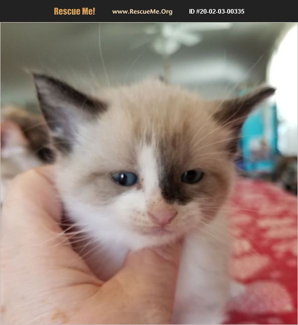 ADOPT 20020300335 Snowshoe Rescue New Braunfels, TX