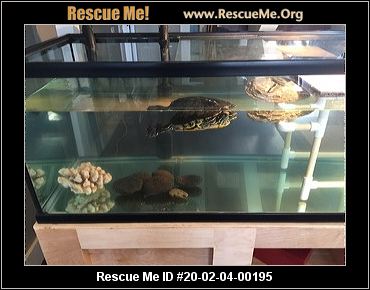 - Washington Reptile/Amphibian Rescue - ADOPTIONS - Rescue Me!