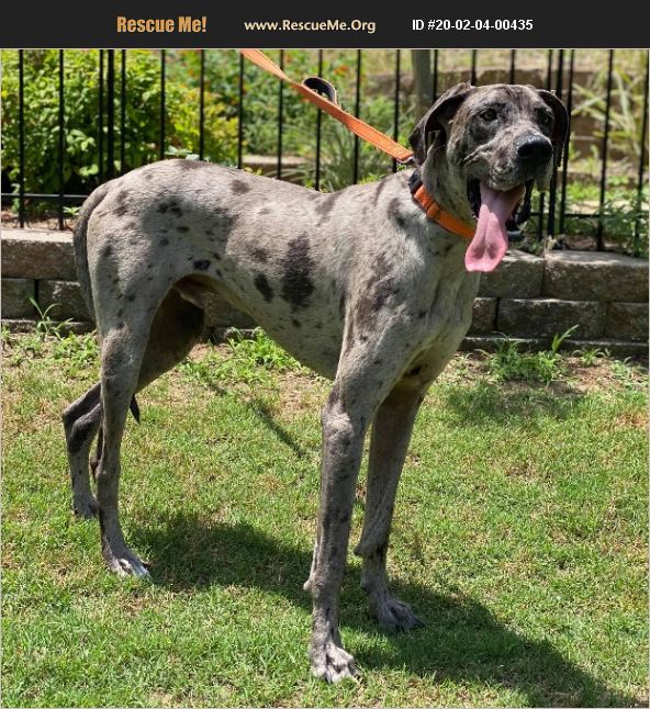 Adopt 20020400435 ~ Great Dane Rescue ~ Dallas, Tx