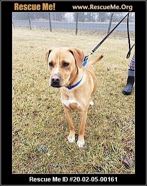 - Virginia Lab Rescue - ADOPTIONS - Rescue Me!