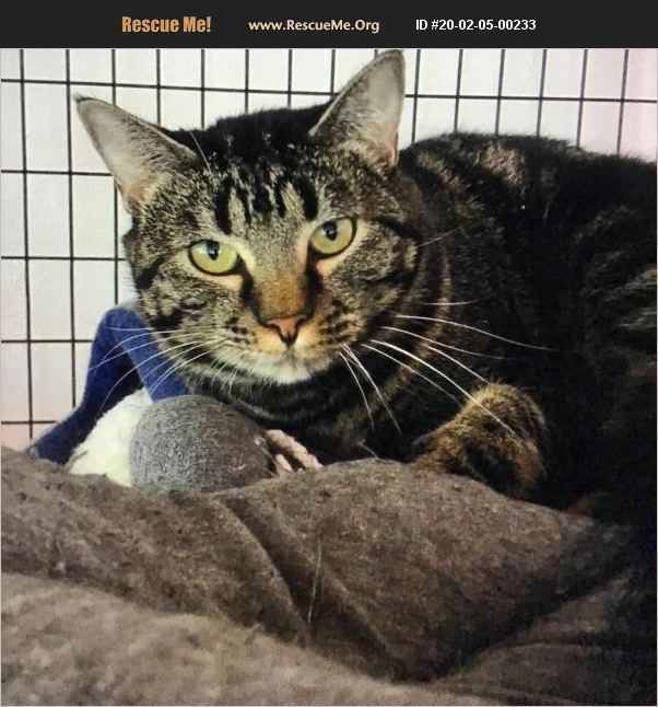 ADOPT 20020500233 Domestic Cat Rescue Colorado Springs, CO