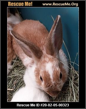 - California Rabbit Rescue - ADOPTIONS - Rescue Me!
