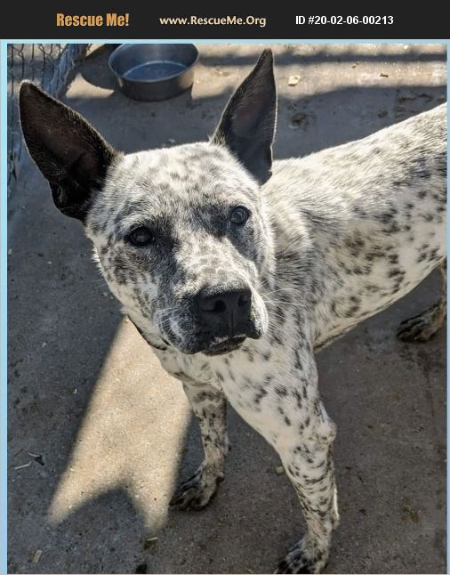 ADOPT 20020600213 Australian Cattle Dog Rescue Washington, NJ