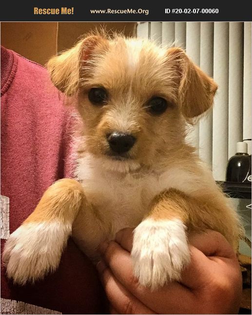 ADOPT 20020700060 Scottish Terrier Rescue Boca Raton, FL