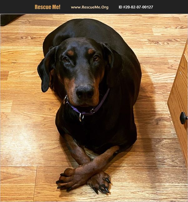 ADOPT 20020700127 Doberman Pinscher Rescue Phoenixville, PA