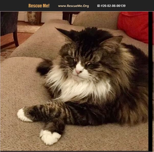 ADOPT 20020800139 Maine Coon Rescue Richmond, VA