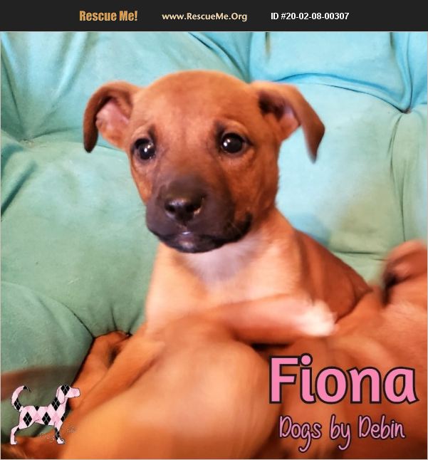 ADOPT 20020800307 Boxer Rescue Kansas City, MO