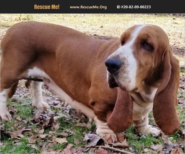 ADOPT 20020900223 Basset Hound Rescue Capon Bridge, WV
