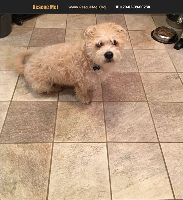 ADOPT 20020900238 Soft Coated Wheaten Terrier Rescue Wilmington, DE