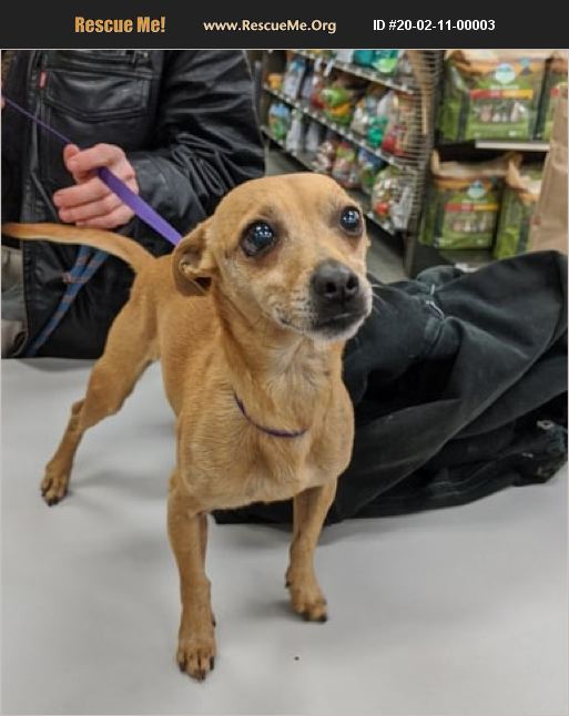 ADOPT 20021100003 Chihuahua Rescue Washington