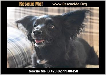 Florida Dachshund Rescue Adoptions Rescue Me
