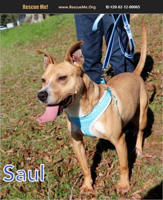 ADOPT 20021200065 Rescue Jackson, MS