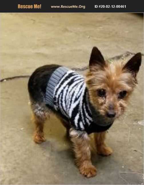 ADOPT 20021200461 Yorkie Rescue Union Grove, WI