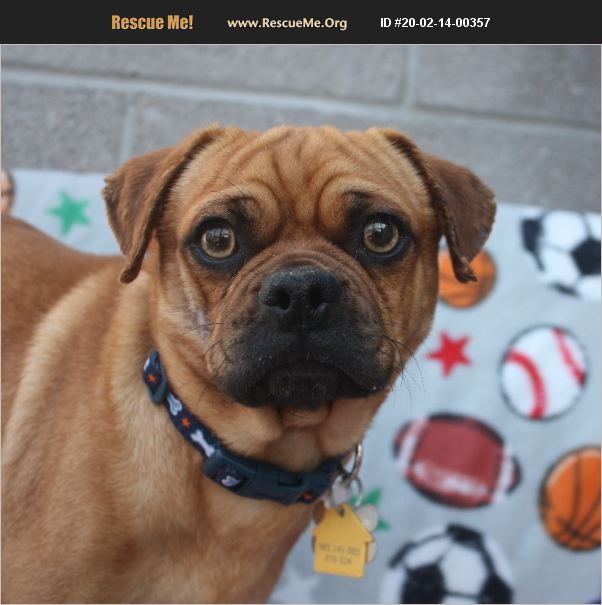 ADOPT 20021400357 Pug Rescue Phoenix, AZ