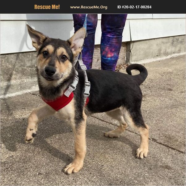 ADOPT 20021700284 German Shepherd Rescue Northfield, MN
