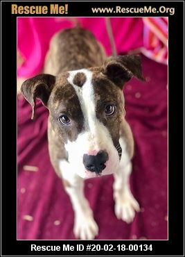 - Ohio Dog Rescue - ADOPTIONS - Rescue Me!
