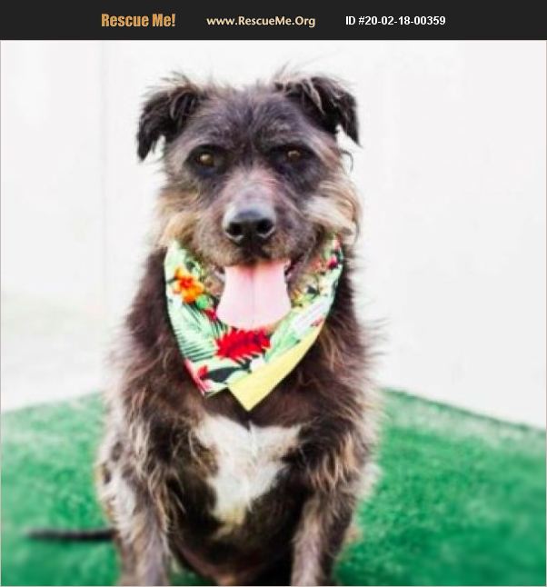 ADOPT 20021800359 Irish Wolfhound Rescue Los Angeles, CA