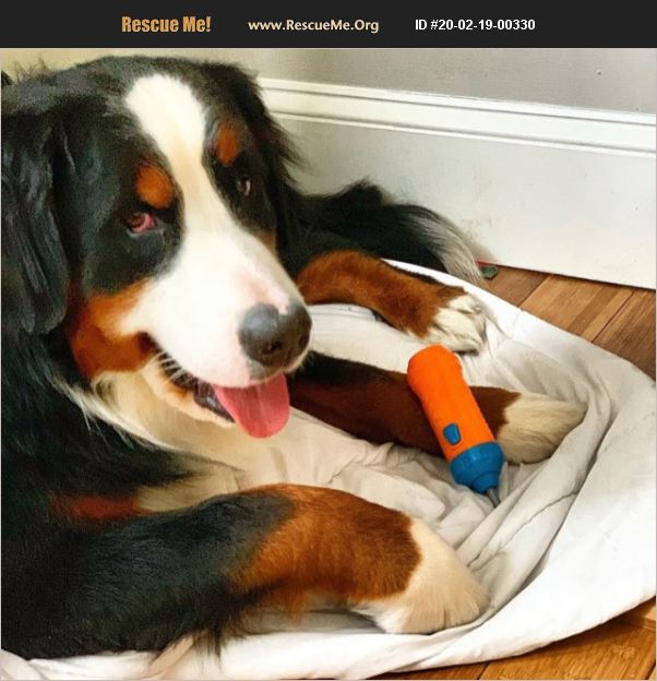 ADOPT 20021900330 Bernese Mountain Dog Rescue Plaistow, NH