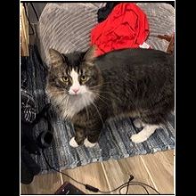 Washington Maine Coon Rescue Adoptions Rescue Me