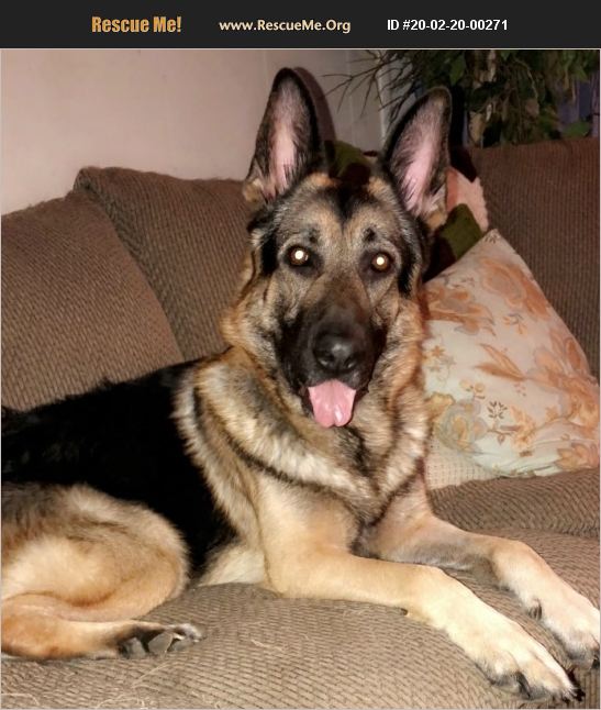 ADOPT 20022000271 German Shepherd Rescue Paducah, KY