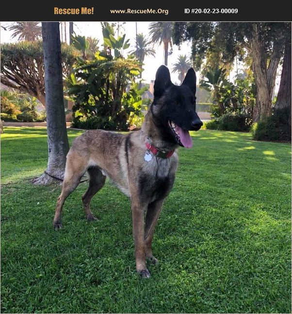 ADOPT 20022300009 ~ Belgian Malinois Rescue ~ Beverly Hills, CA