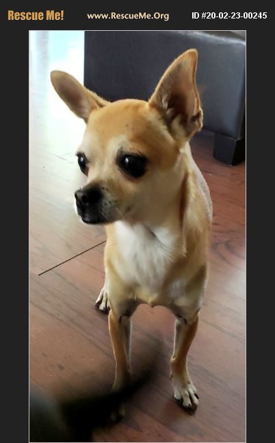 Adopt 20022300245 ~ Chihuahua Rescue ~ Seattle Wa