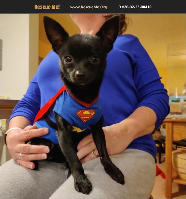 ADOPT 20022300418 Chihuahua Rescue Denver, CO