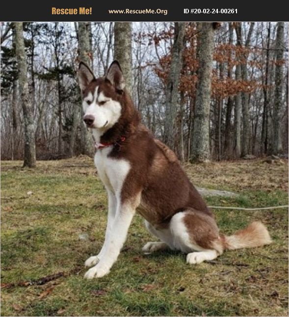 ADOPT 20022400261 Siberian Husky Rescue Canterbury, CT
