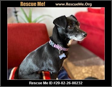 - Idaho Dog Rescue - ADOPTIONS - Rescue Me!
