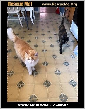 WASHINGTON CAT RESCUE visual data 3