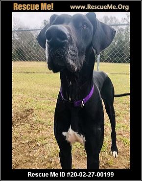 South Carolina Great Dane Rescue Adoptions Rescue Me